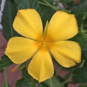 Meet your Posher, Dani